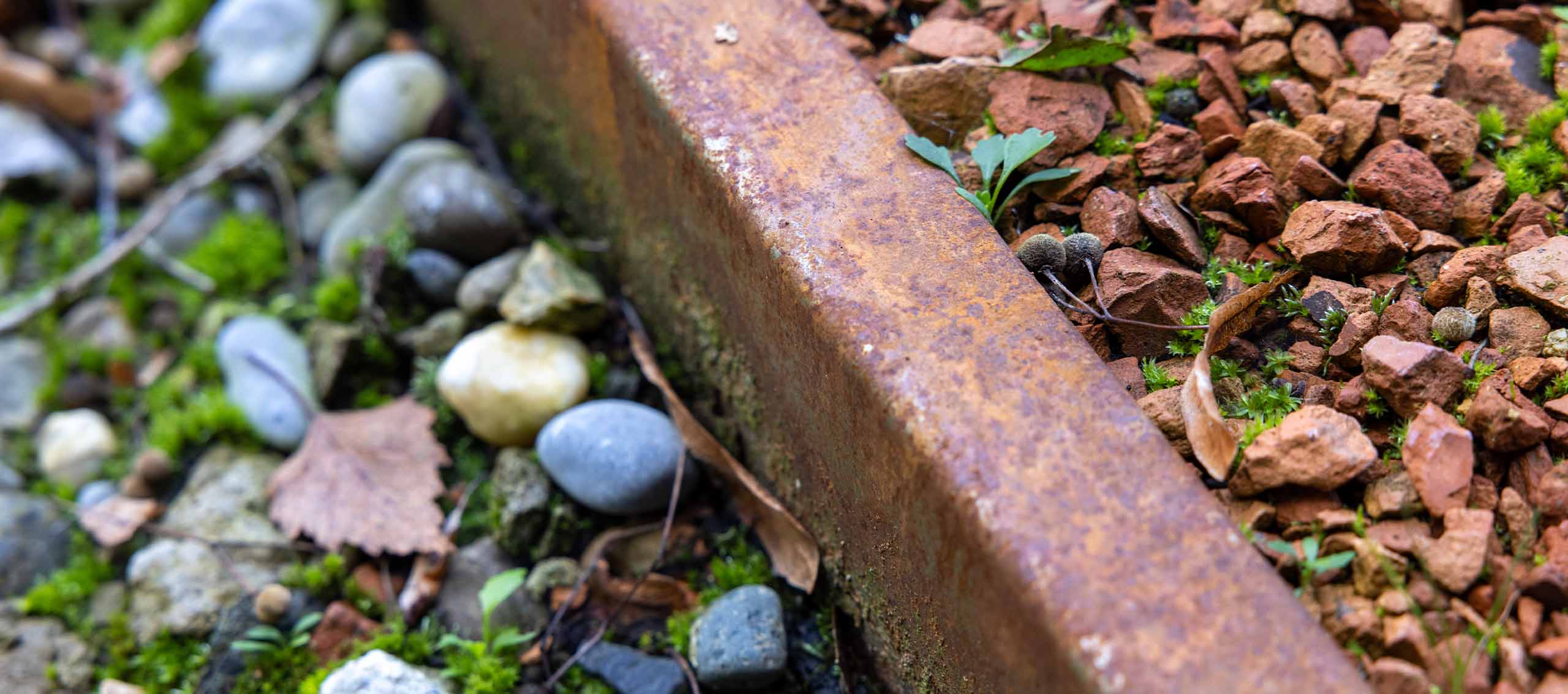 Wildblumen und Insekten als Zeichen lebendiger Biodiversität