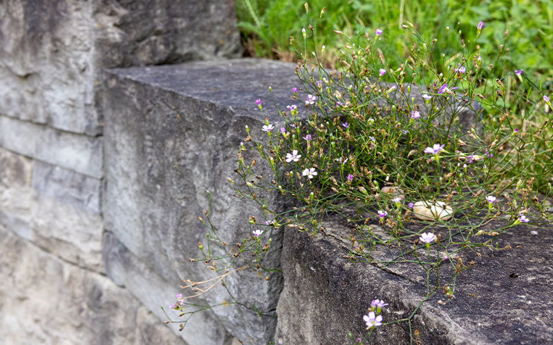 Blühende Trockensteinmauer in einem naturnahen Garten