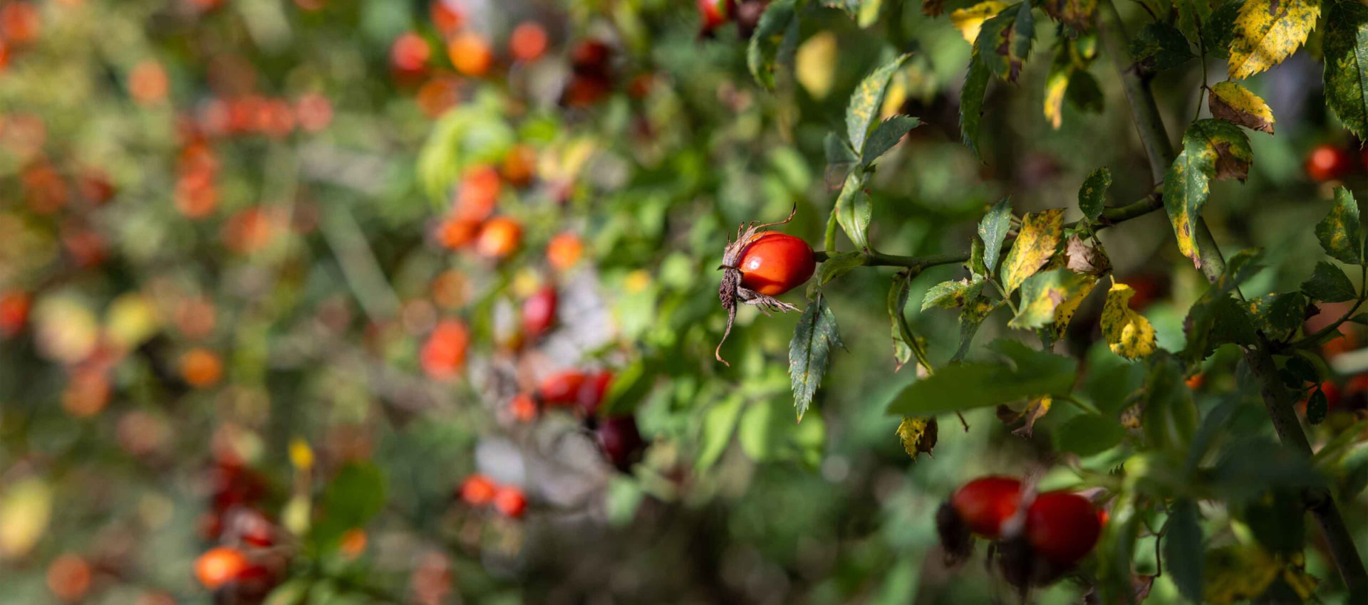 Hagebutten in herbstlichem Naturgarten