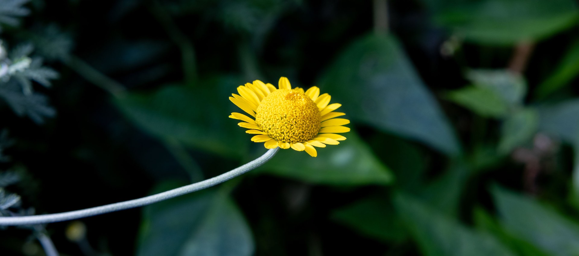 Wildblume im Naturgarten