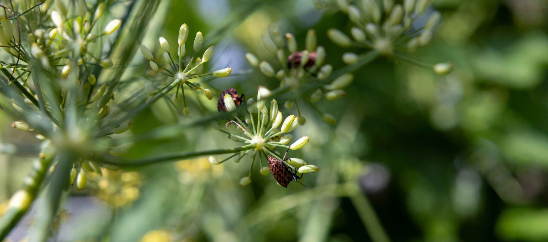 Naturnaher Garten im Rheintal mit Wildstauden und Insekten